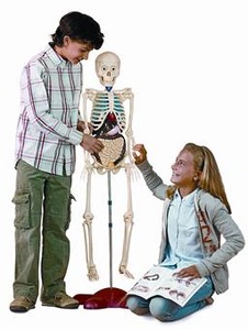 EL MATERIAL3La promoción incluye más de 40 huesos y órganos desmontables para crear un esqueleto de 110 centímetros. En total, 34 entregas con otros tantos fascículos.