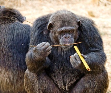 Uno de los gorilas que han participado en el estudio.