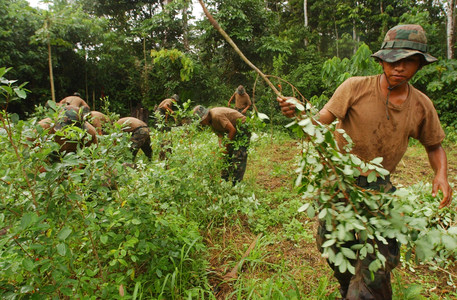 Miembros del Ejército boliviano destruyen una plantación de cocaína en Shinahota, en una imagen de archivo. 