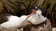 Albatros ojeroso en el nido. Una vez el pollo sale del hueo, los padres continúan protegiéndolo dentro del nido con su cuerpo.