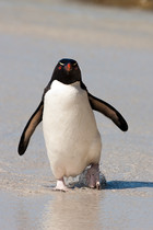 Pingüino de penacho amarillo regresando de pescar. A estas aves también se las denomina pingüino salta rocas por su manera de trepar por los acantilados.