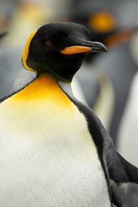 Pingüino rey. Es la segunda especie más grande de su género, puede alcanzar los 15 kilos de peso y se sumerge hasta los 200 metros de profunidad en busca de peces y crustáceos.