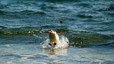 Pingüino papúa en el momento de ponerse en pie. Estas aves nadan realizando grandes saltos fuera del agua para poder vigilar la presencia de sus depredadores naturales, las focas. En los últimos tramos de acercamiento a la playa nadan en zigzag para dificultar ser capturados.