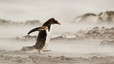 Pingüino papúa avanzando contra el viento, el gran protagonista de las Malvinas.