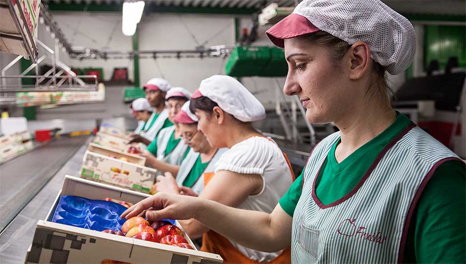 Selección de fruta. Mujeres trabajando en la empresa Fruilar de Lleida.